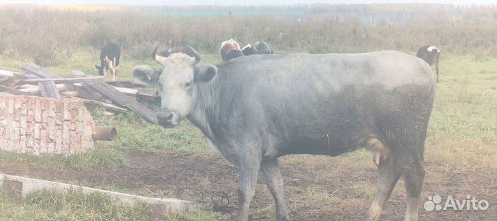 Продам корову
