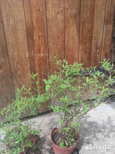 Спирея голден принцесс и другие кустарники