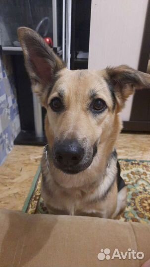 Отдам собачку