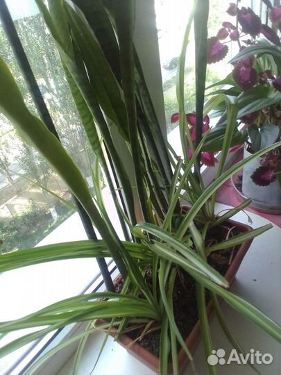 Бальзамин+Сансевиерия+Хоорофит -На Ленте