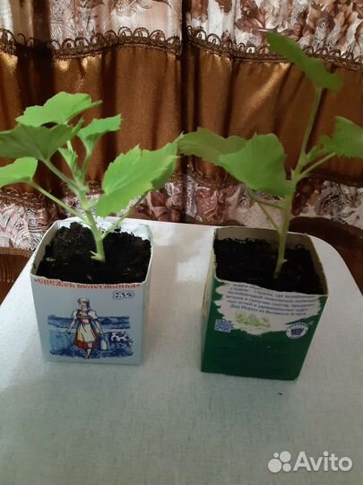 Пеларгония розовая