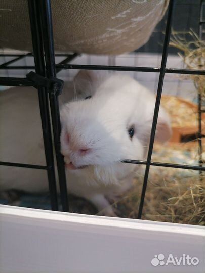 Морская свинка