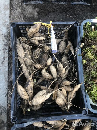 Корни георгин