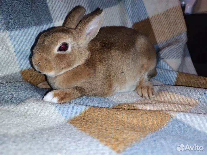 Декоративные кролики