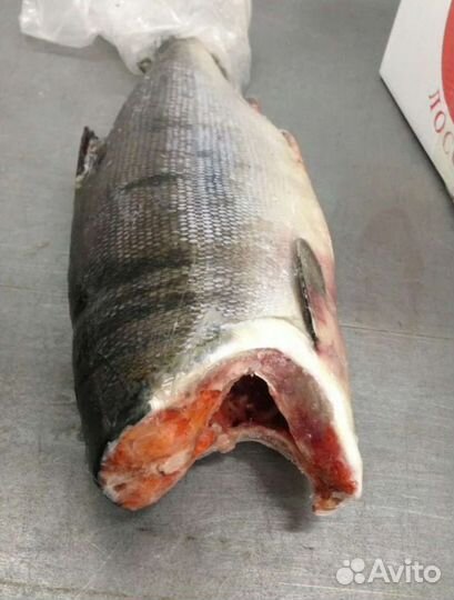 Красная рыба кета