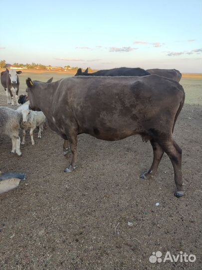 Коровы на развод, возможен бартер на сено