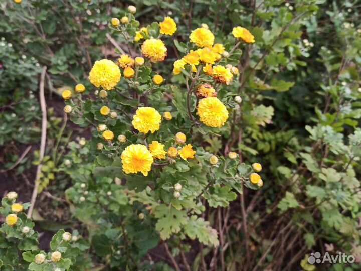 Хризантемы