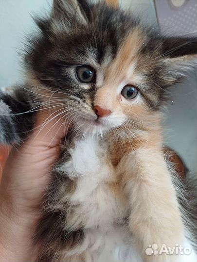 Обалденные котята самой крупной породы мейн-кун де