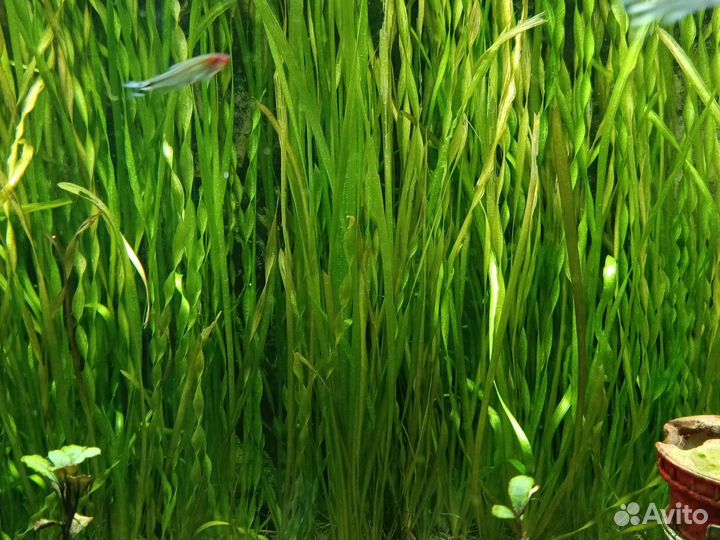 Валеснерия прямая и вьющаяся