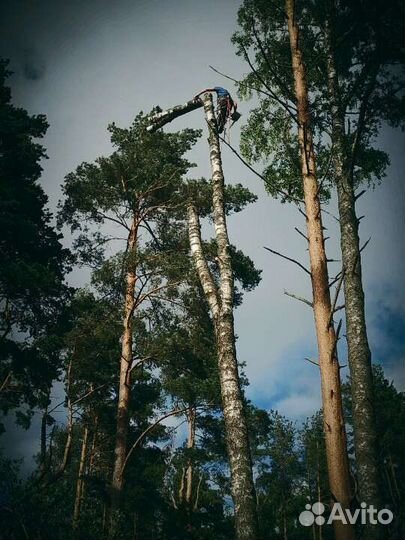 Спил деревьев любой сложности