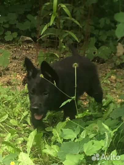 Продаю щенков черной овчарки