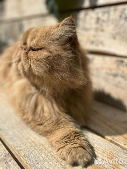 Персидский кот