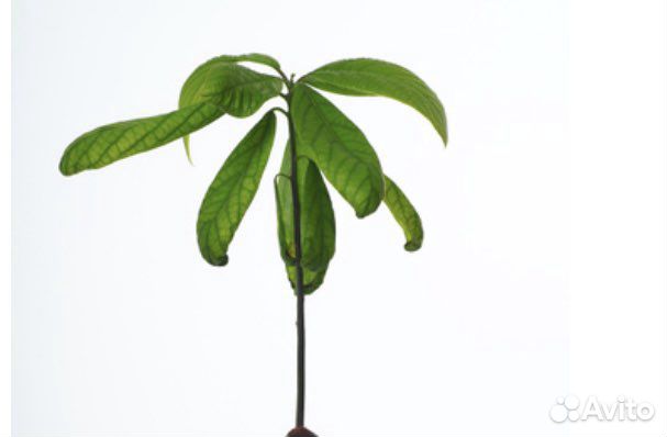 Дерево Авокадо