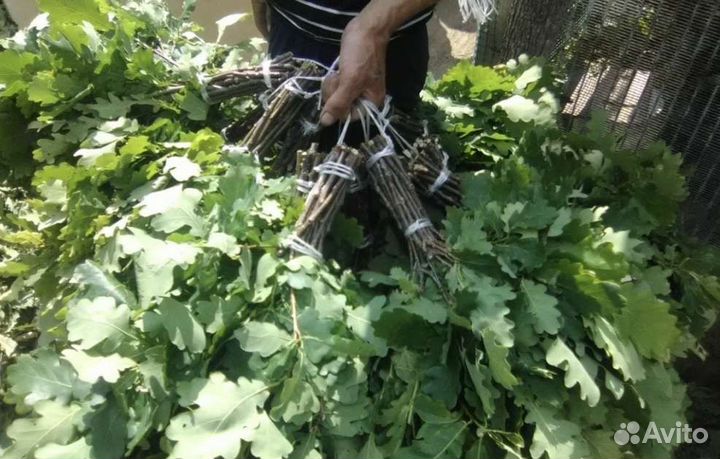 Веники для бани дубовые, берёза