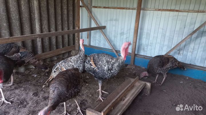 Индюки домашние