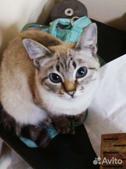 Тайский котик
