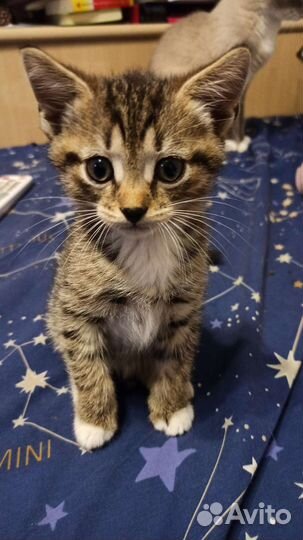 Кошки в добрые руки бесплатно