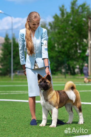 Щенки американской акиты