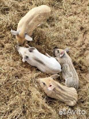 Венгерская мангалица 1мес