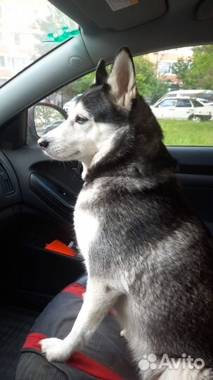 Собачья шерсть продажа