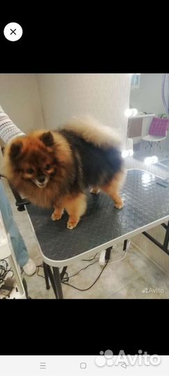 Стрижка кошек и собак грумер