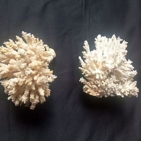 Коралл натуральный 2 штуки за одну цену