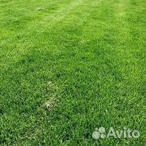 Укладка газона