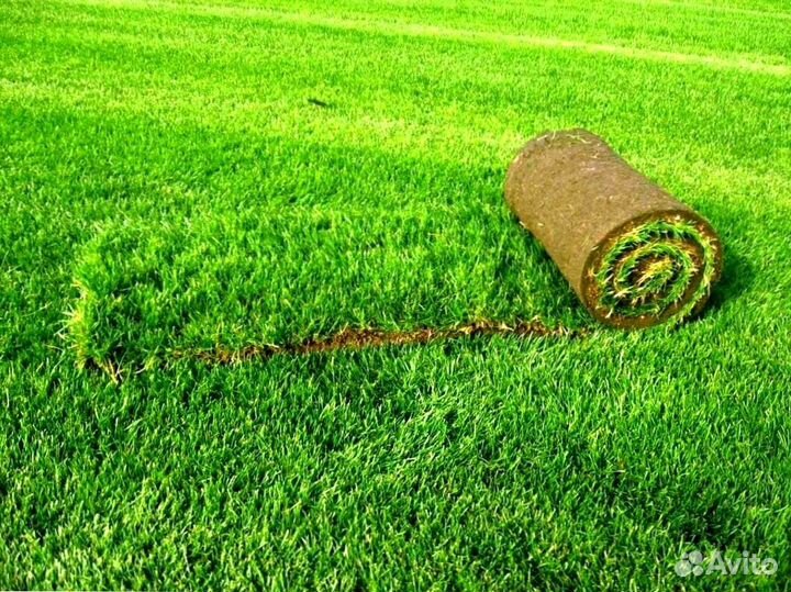 Газон дачный, от производителя в наличии
