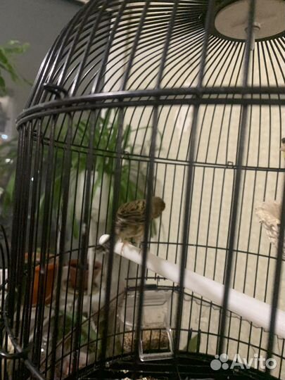 Продам кенора