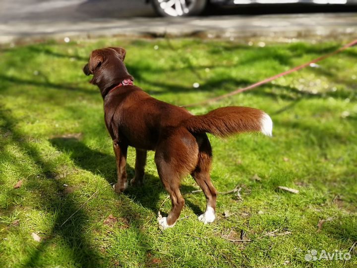 Замечательный пёс