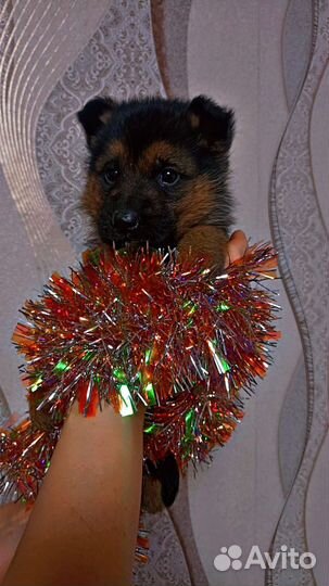 Немецкая овчарка