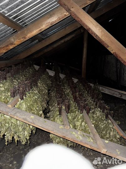 Березовые веники