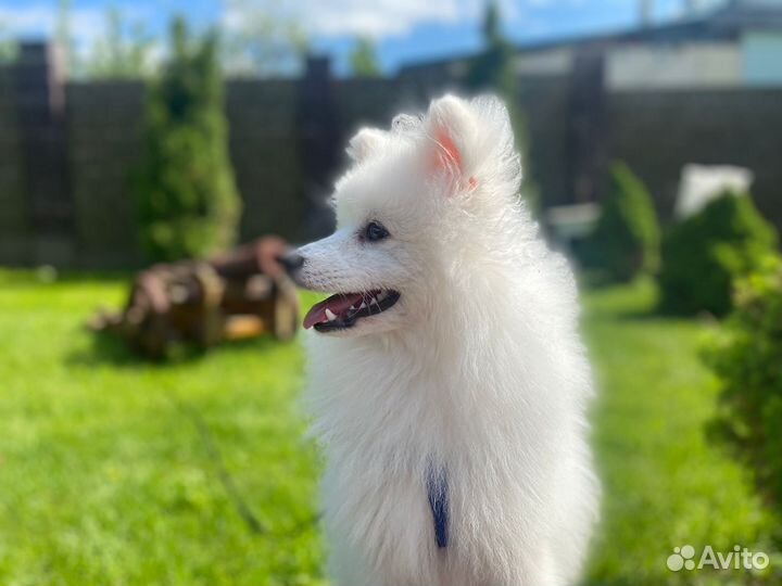 Вязка