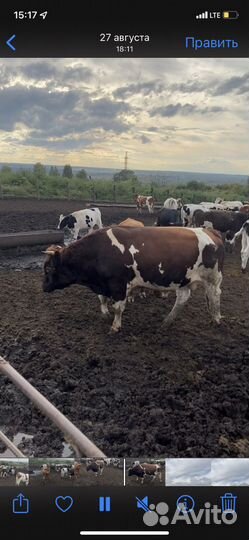 Быки на мясо, племя