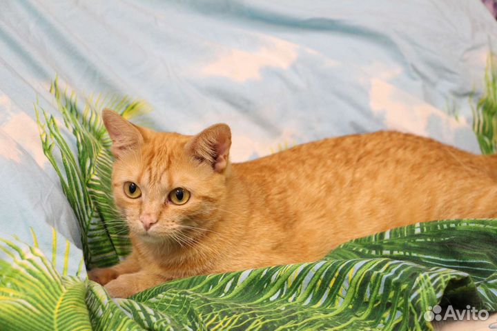 Молоденькая кошечка Злата ищет дом