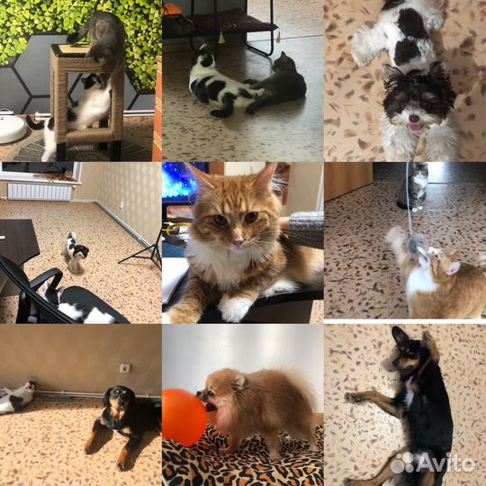 Передержка животных / зооняня, выгул собак