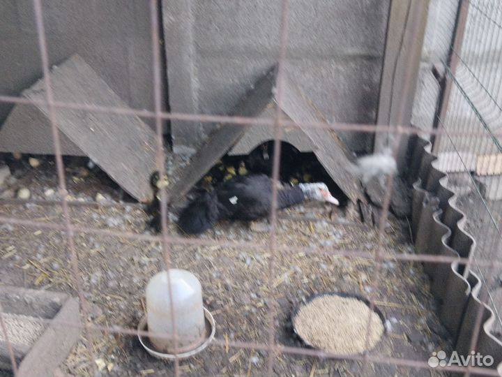 Утята индоутки