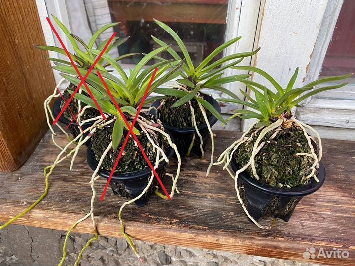 Орхидея неофинетия (Neofinetia falcata Shutenno)