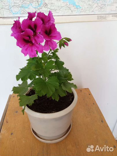 Пеларгония герань