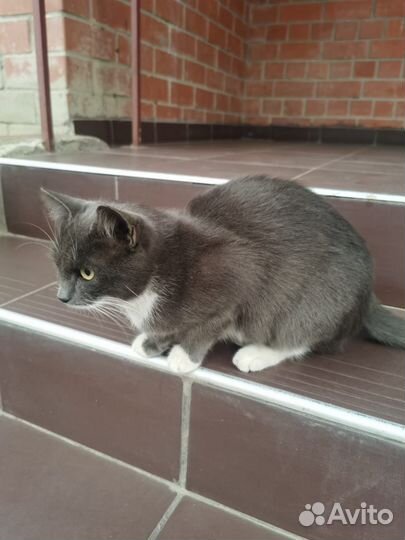 Кошки ищут дом