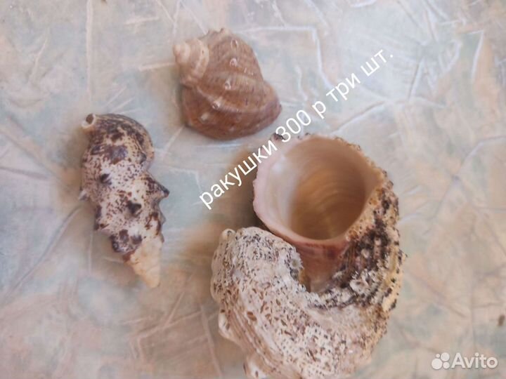 Ракушки 3 шт