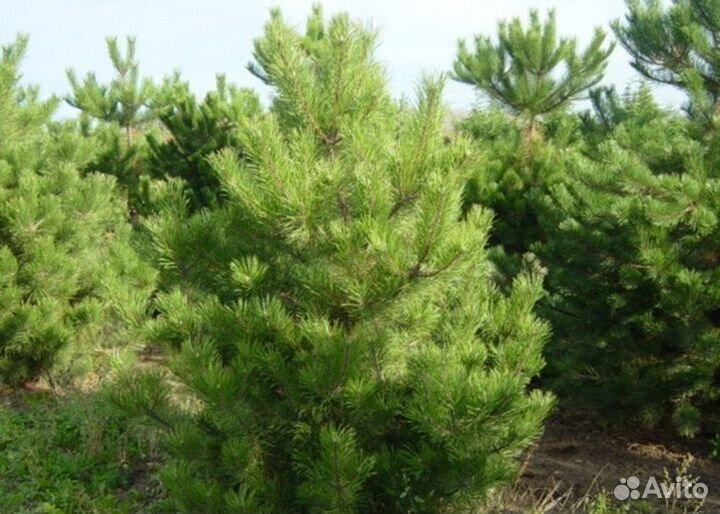 Саженцы Сосна обыкновенная Extra Pinus sylvestris