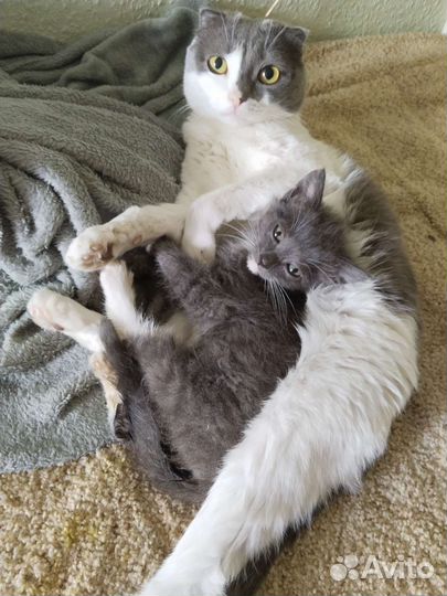 Вислоухий кот