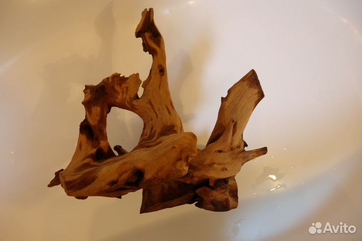 Коряга мангровая