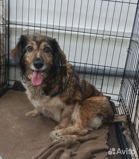 Жулю бросили хозяева