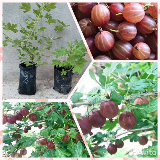 Саженцы Крыжовник Краснославянский 2 года