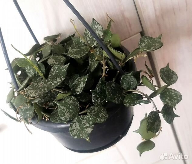 Хойя куртиси