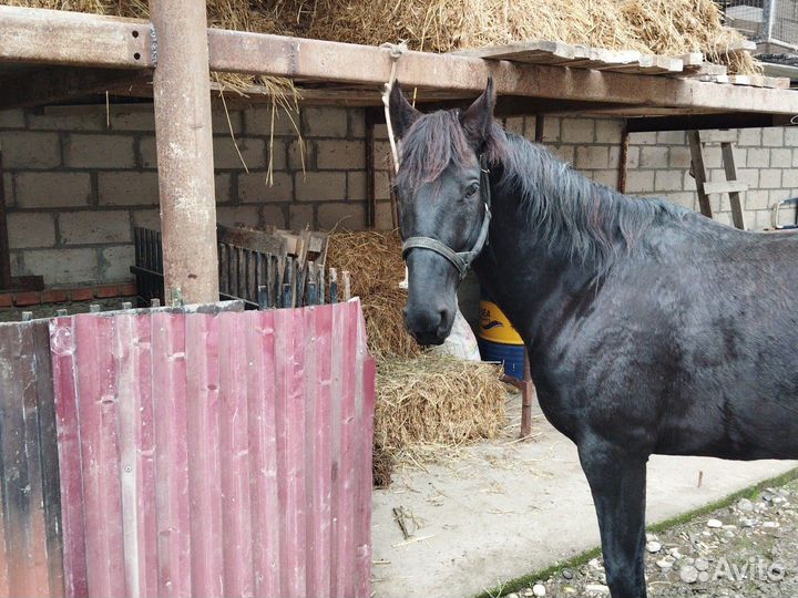 Карачаевский жеребец