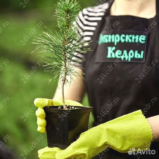 Сибирский кедр. Саженцы