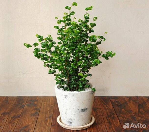 Фикус Барок